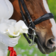 Illustration for article titled Horse Bridesmaid Cruelly Forced to Wait Outside Church During Ceremony